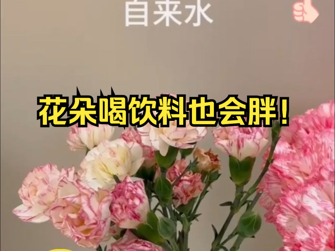 喝饮料真的容易胖,连花朵都逃不过!哔哩哔哩bilibili