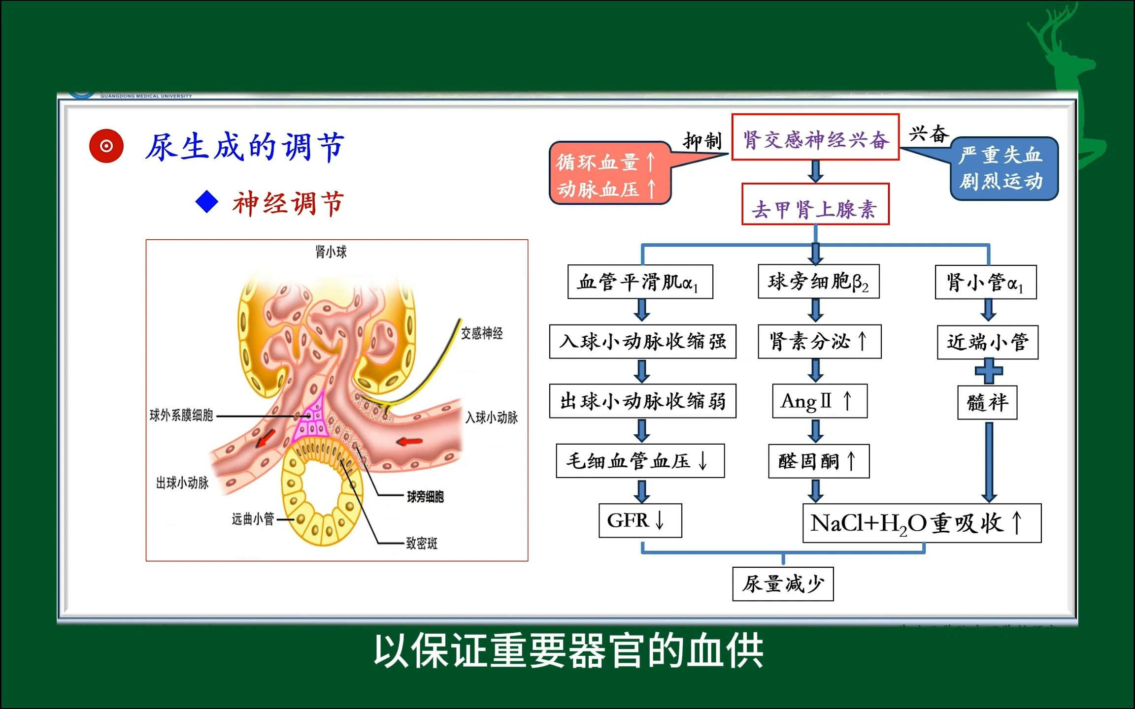 尿生成的神经调节#尿的生成与排出#人体生理学#医学知识科普#每天