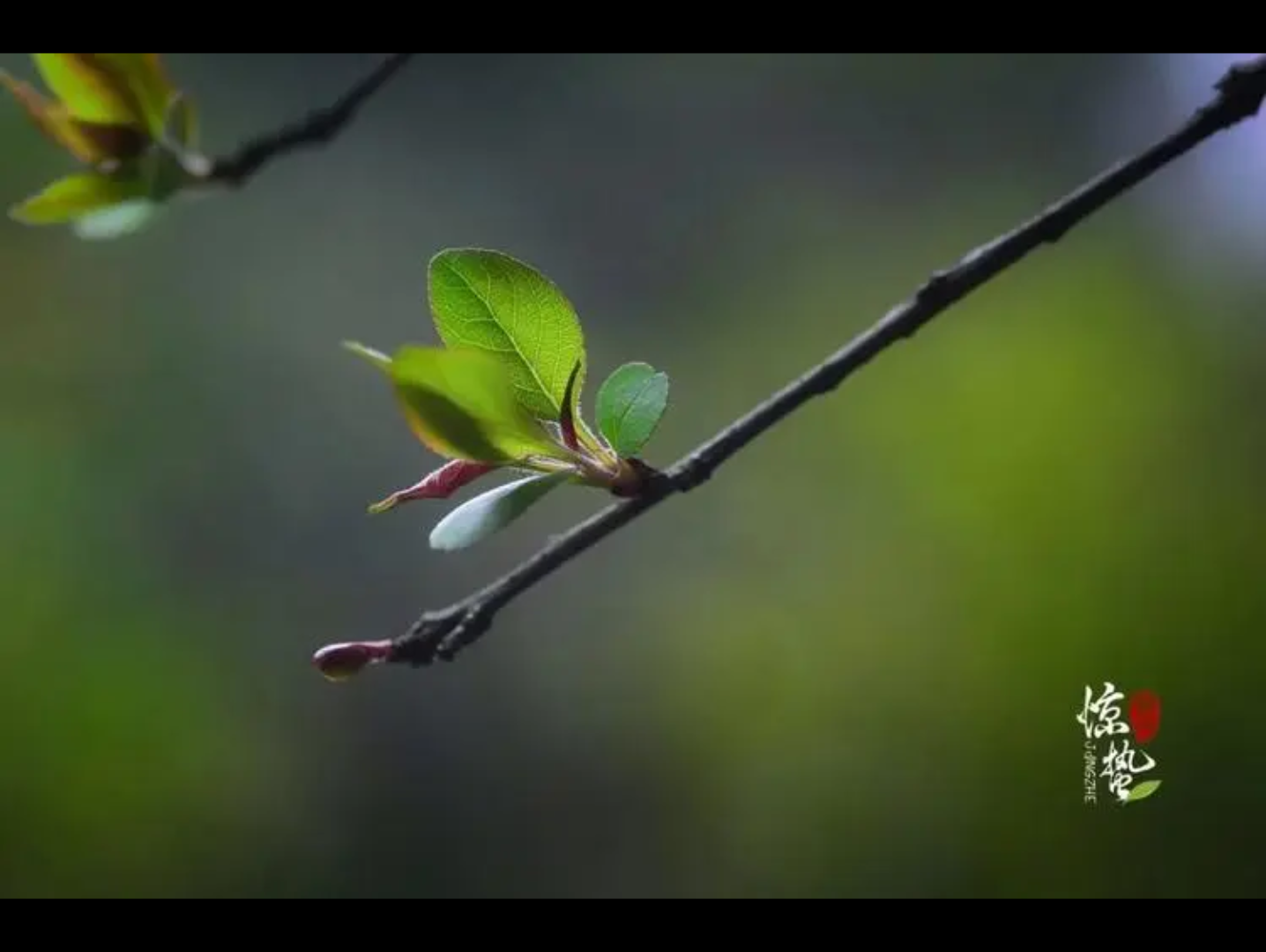 [图]春始万物生，万物复苏，第一期