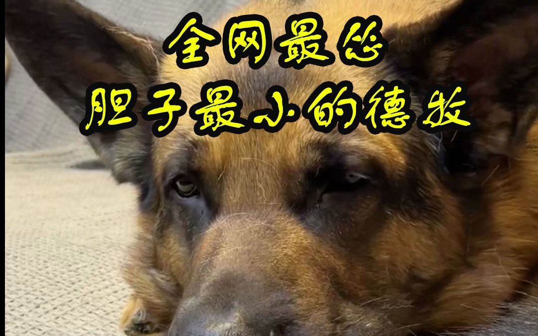 全网最怂的德牧