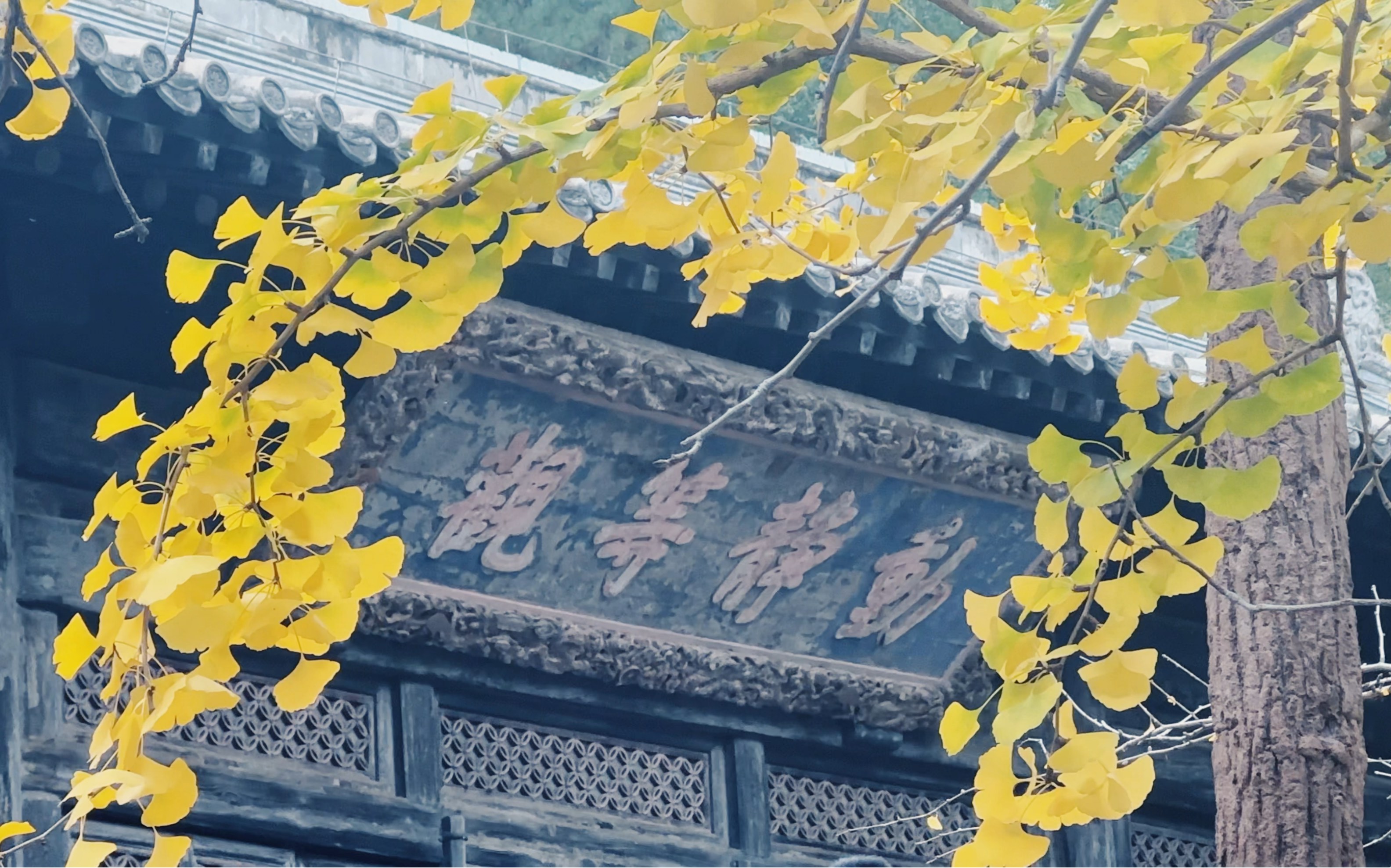 北京大觉寺银杏图片
