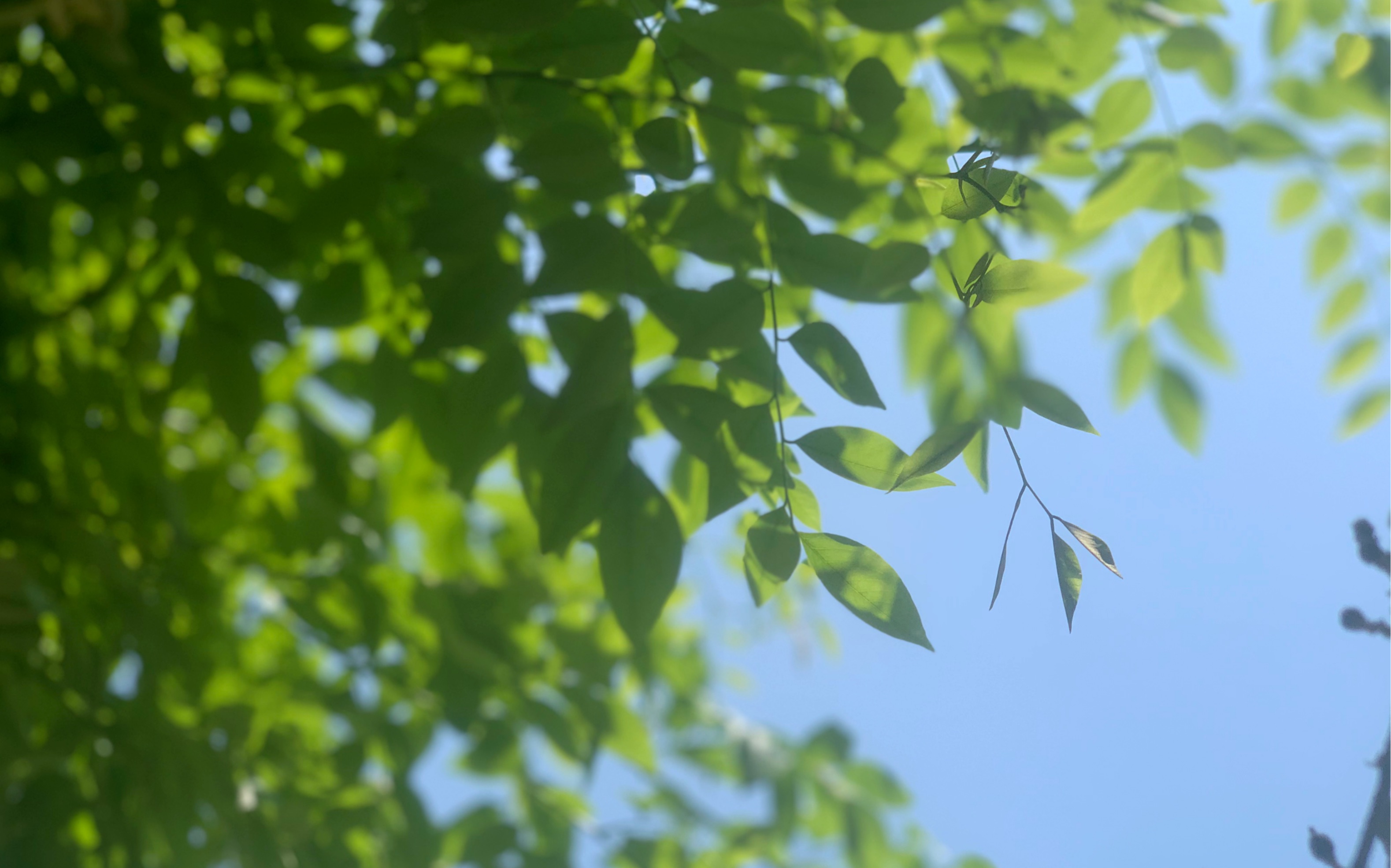 我永远怀念阳光下的树影,田间吹来的清风