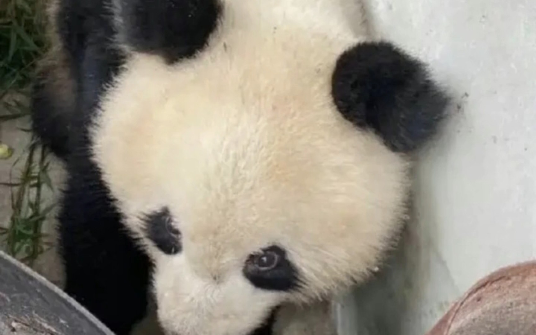 曾下山向村民求助的大熊猫安安去世