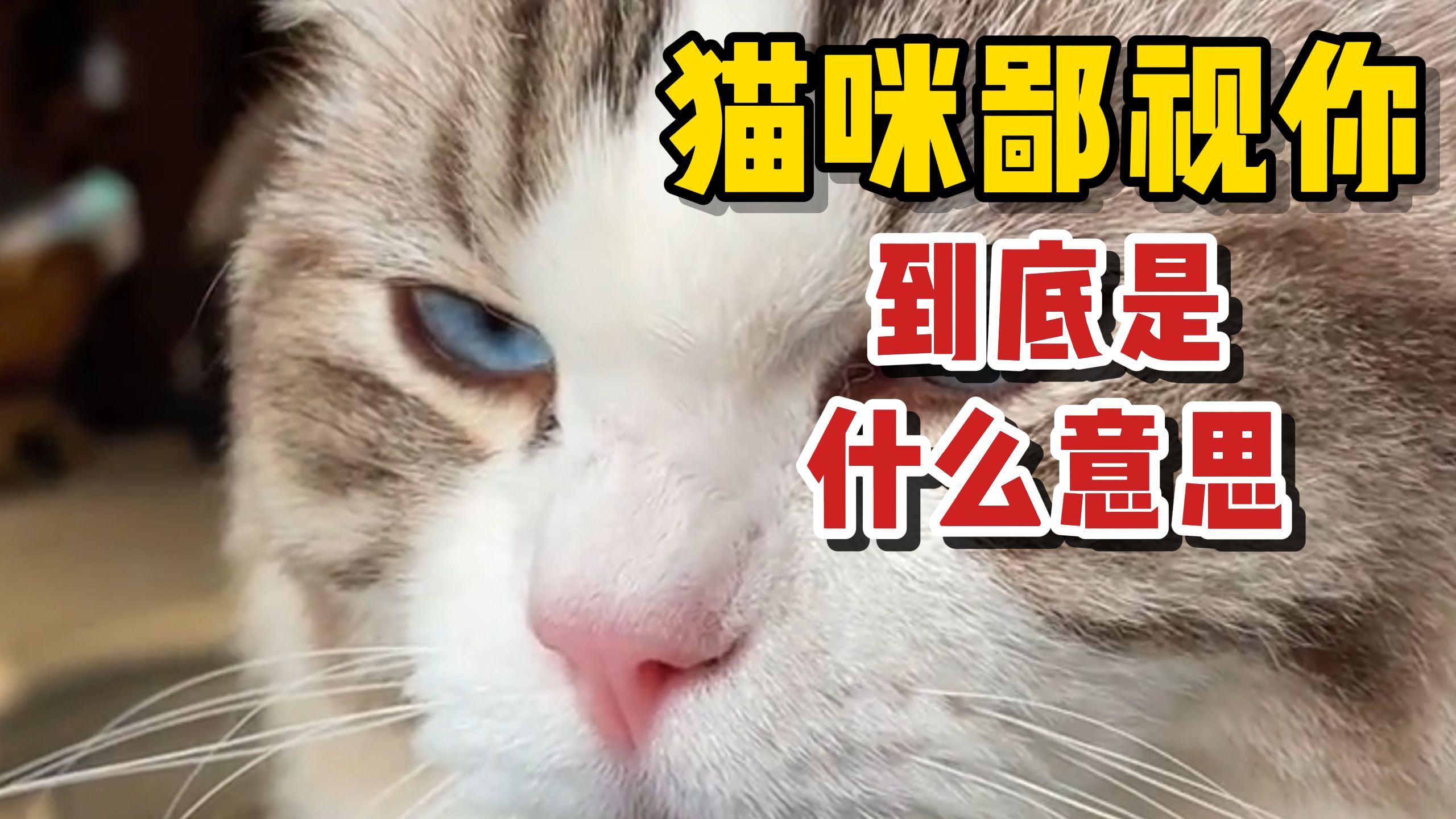 猫咪这个眼神,真的不是在鄙视你!