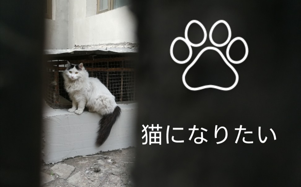 cover-猫になりたい(spitz)