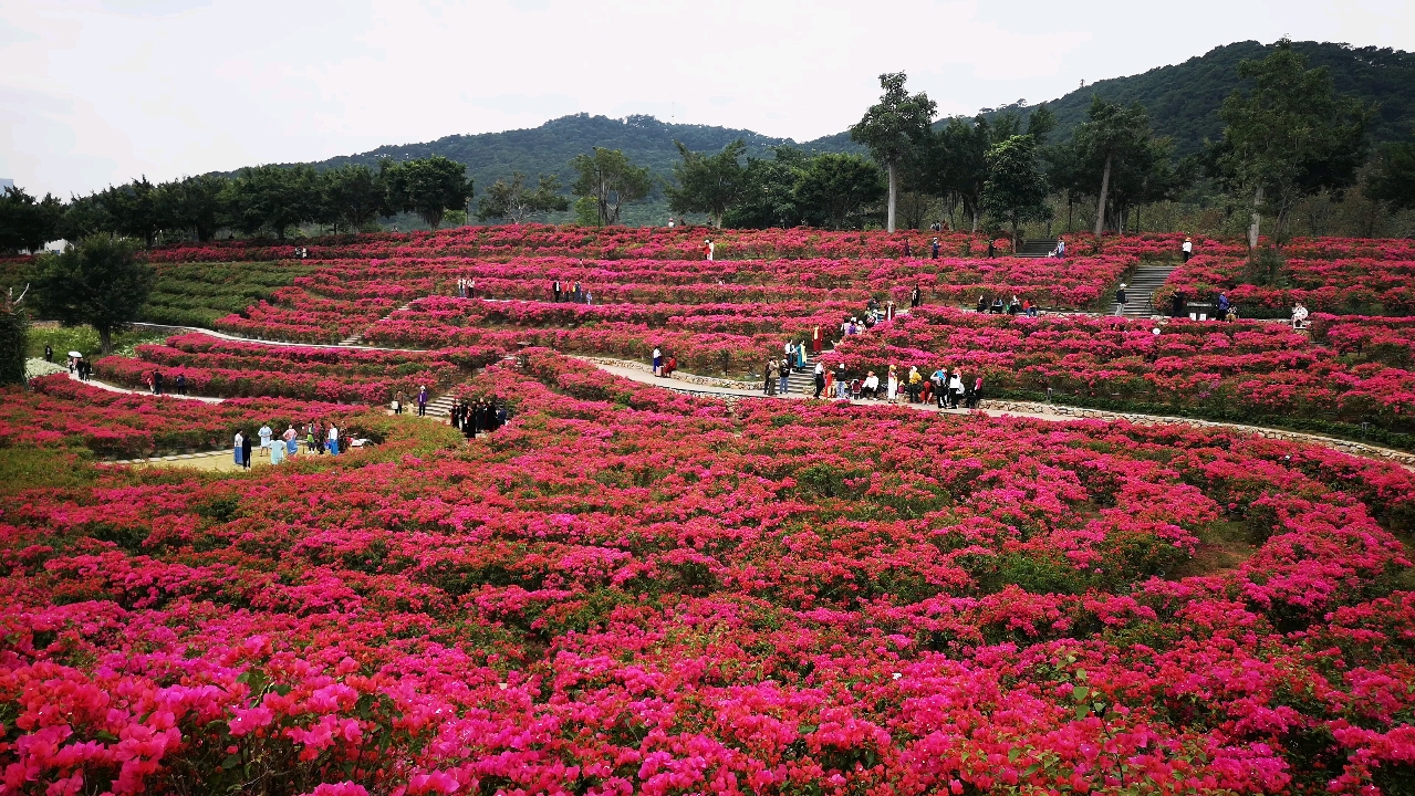 花海中的青秀山:三角梅盛开的季节