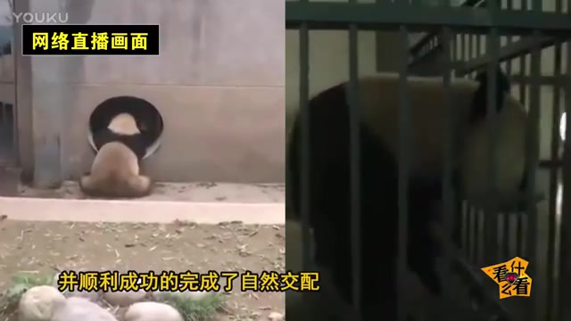 网络直播大熊猫自然交配过程, 非常罕见哔哩哔哩bilibili