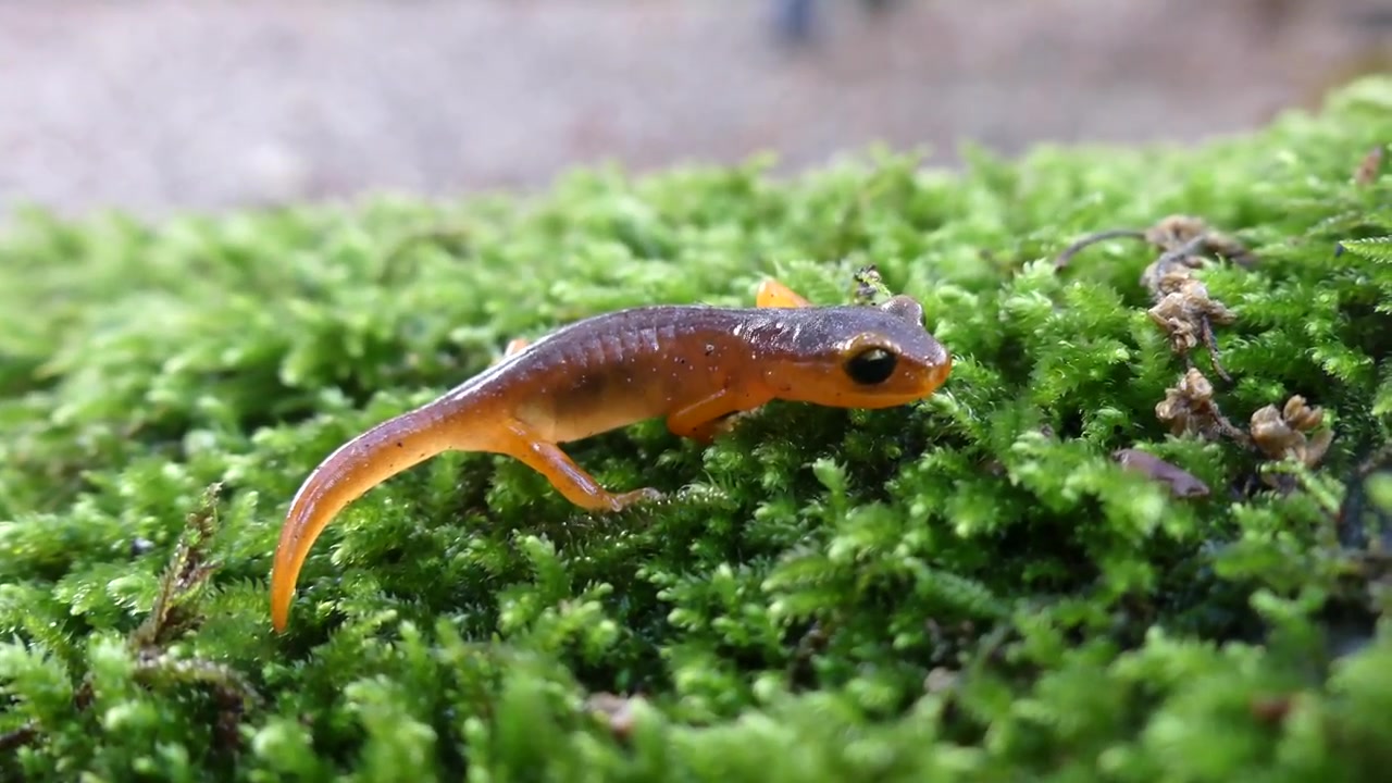 剑螈的神仙颜值/ensatina of the oak forest