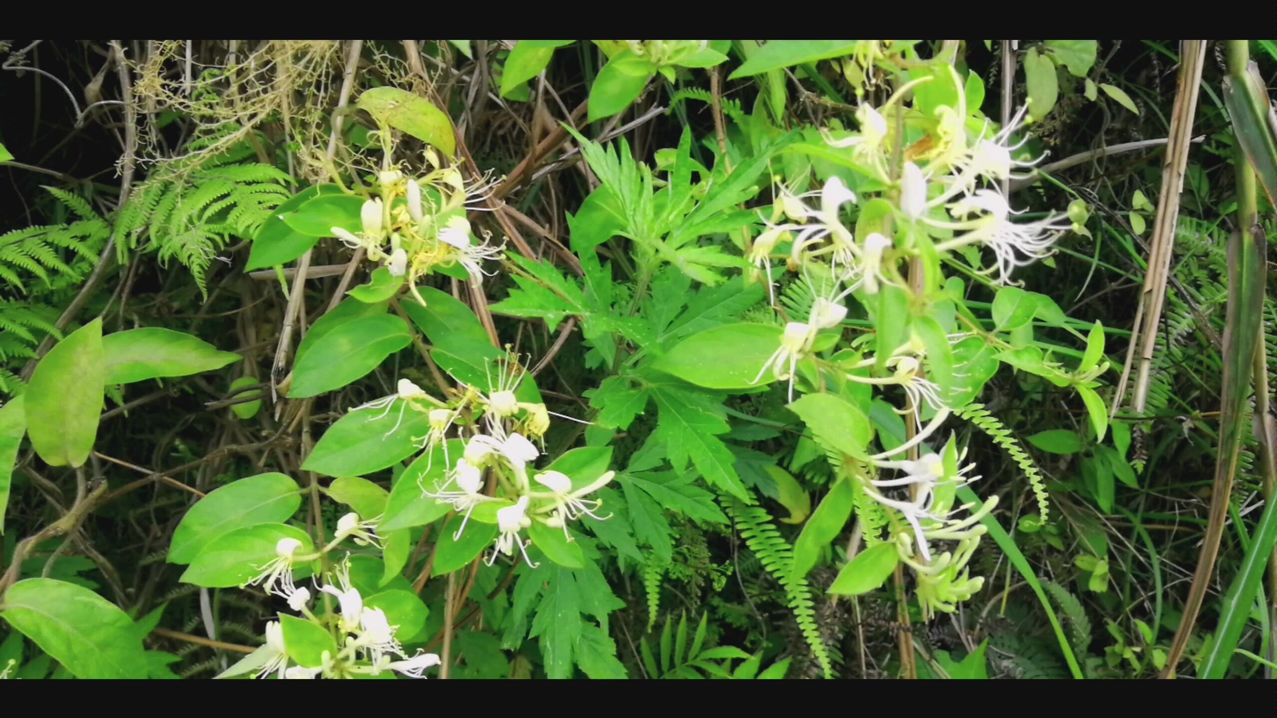 【金银花露】治愈系小伙诗意栖居,制作一罐诱人的甜蜜哔哩哔哩bilibili