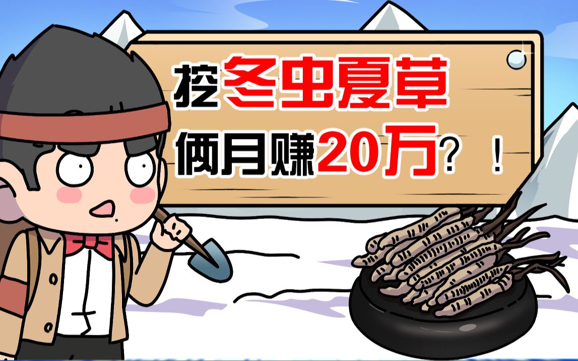 挖虫草吗?1年只工作两个月年薪20万哔哩哔哩bilibili