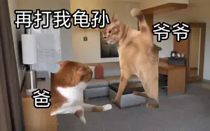 下载视频: 【猫meme】我爷爷暴爸爸.zip