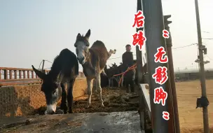 Video herunterladen: 毛驴使出弹腿神功，大战赶驴人，看看谁厉害！