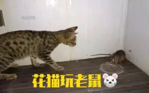 Скачать видео: 看狸花猫是怎样折磨老鼠的，真是心狠手辣啊