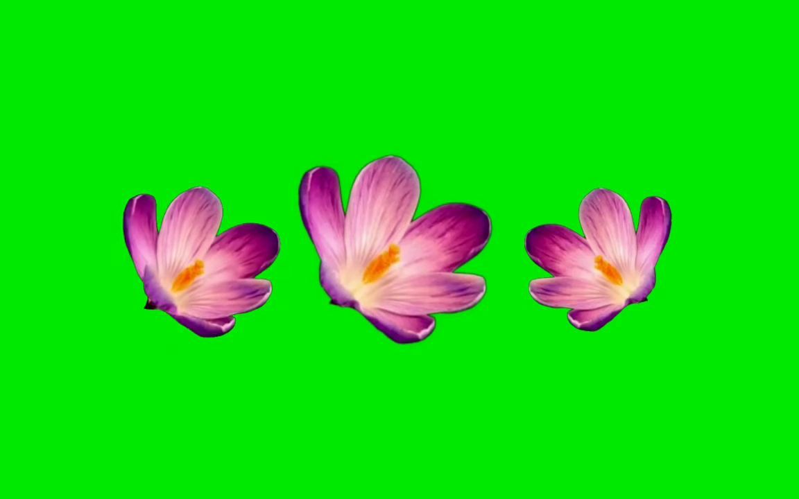 绿幕视频素材花朵