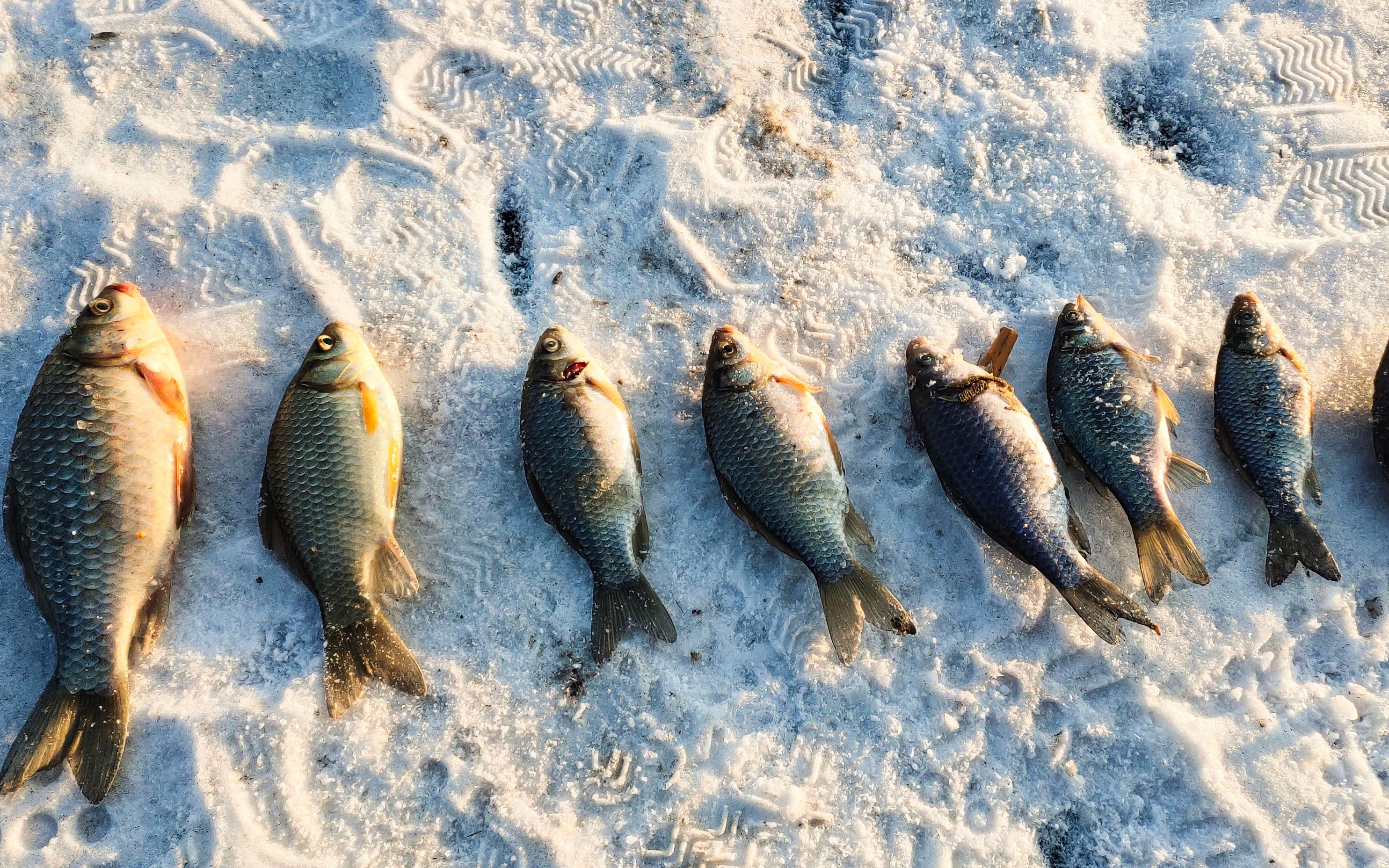冰钓囧事 和我一起感受 厚冰水下鱼的视角 摄像机掉进水里了