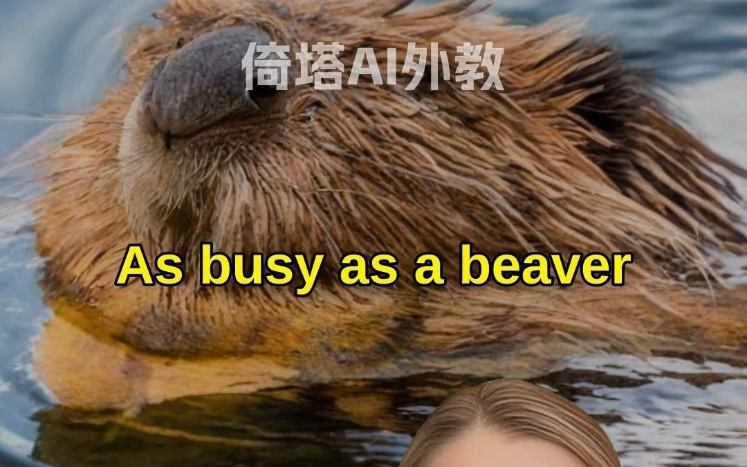 短语As busy as a beaver忙得不可开交哔哩哔哩bilibili