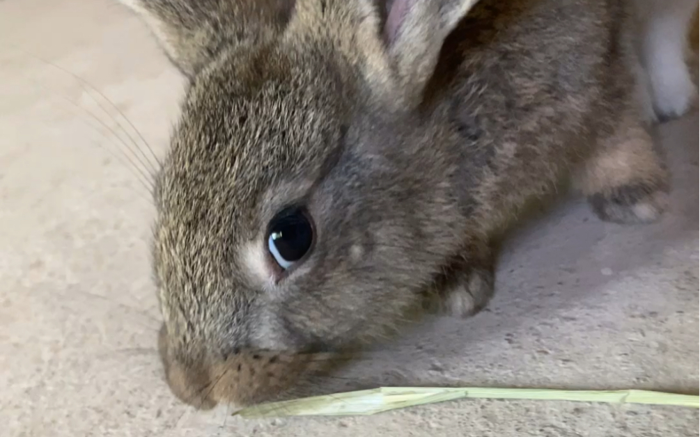 活动  兔子会翻白眼,吓死我了