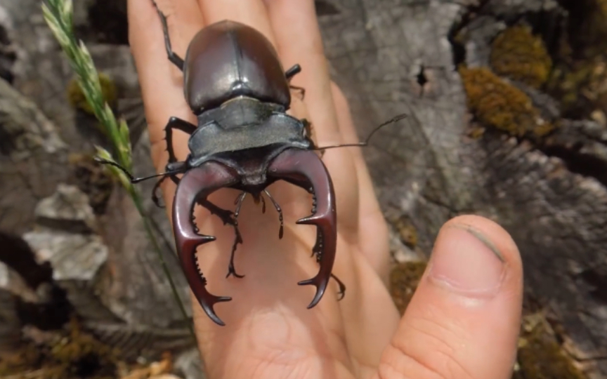 欧洲深山锹甲Lucanus cervus 视频资料哔哩哔哩bilibili