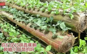 Скачать видео: 你们见过用香蕉水种植小白菜的吗？种出的白菜会有香蕉的味道吗？