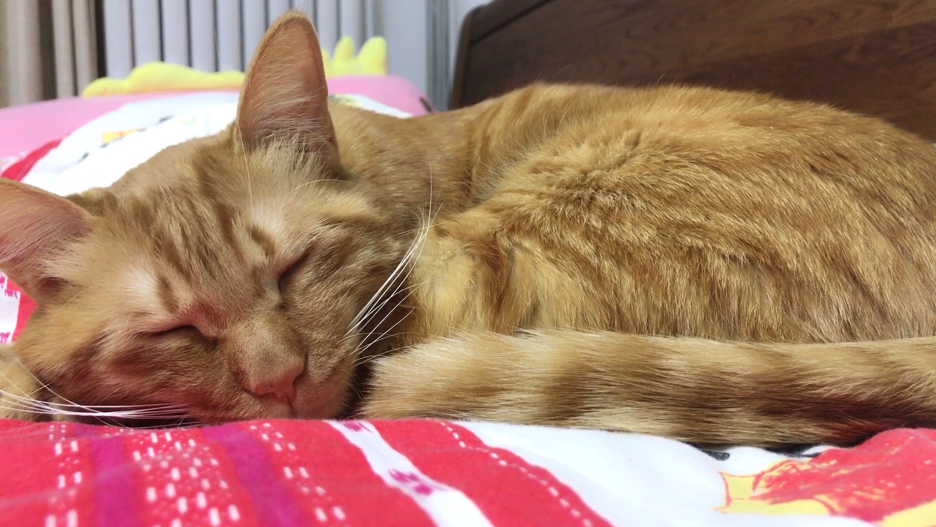 【橘猫】睡觉都这么可爱回家路上一只可爱的猫猫