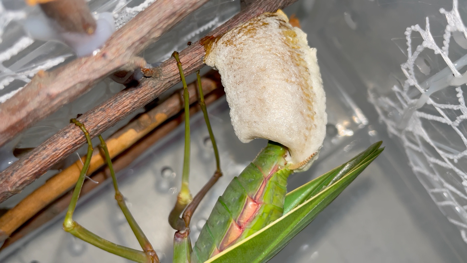 rf夺嫡菱背螳母虫产卵(公虫"霸王龙"离世)