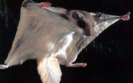 飞鼠挑战_哔哩哔哩 (゜-゜)つロ 干杯~-bilibili