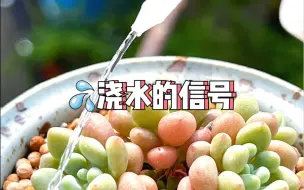 Download Video: 多肉浇水的信号｜我总结了三浇两不浇