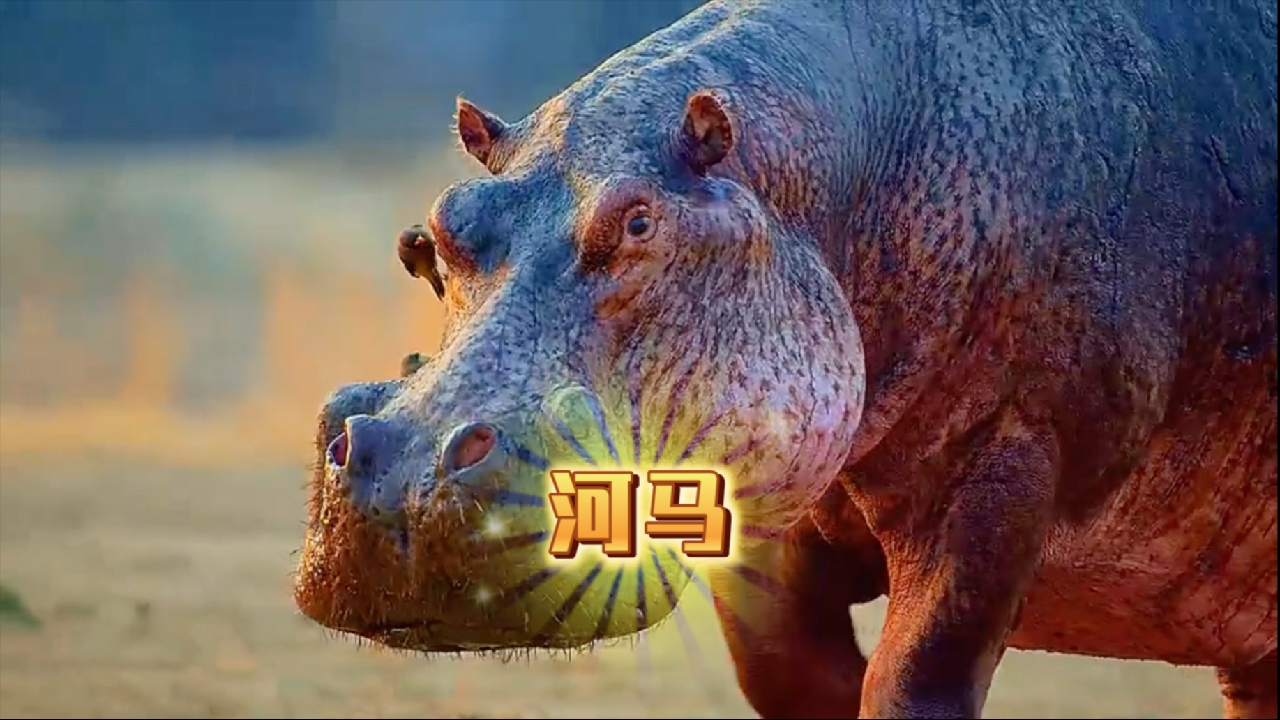 河马,一种水陆两不栖的动物