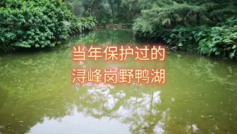 当年保护过的，浔峰岗野鸭湖