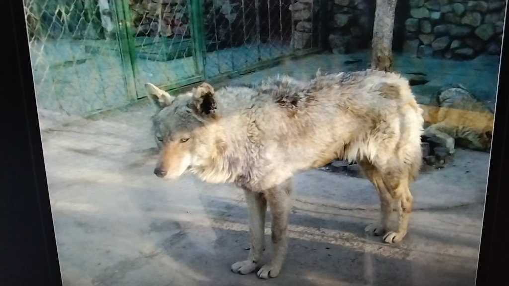 本溪动物园狼20090622