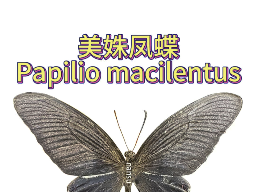 美姝凤蝶 Papilio macilentus哔哩哔哩bilibili