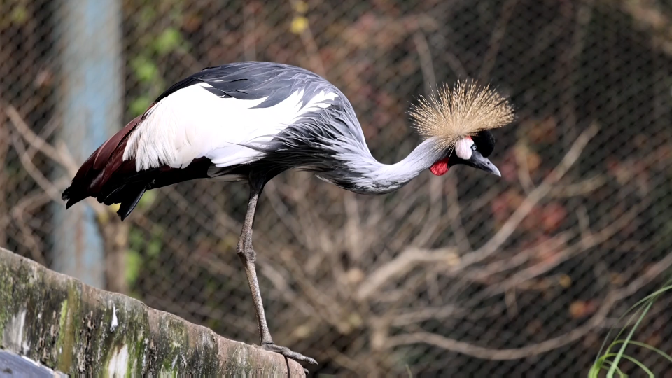 《美丽的杀手》黑鹳鹤(balearica pavonina)