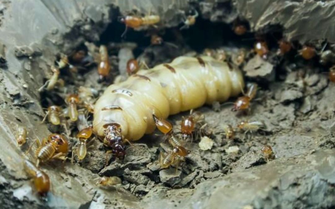 危险!浙江一大坝挖出巨型白蚁巢,三只蚁后已生长十几年,威力堪比导弹