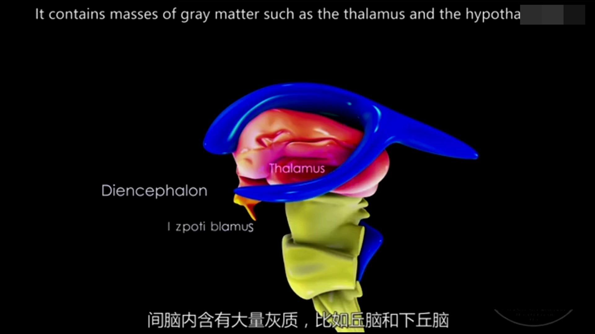 间脑的3D解剖哔哩哔哩bilibili