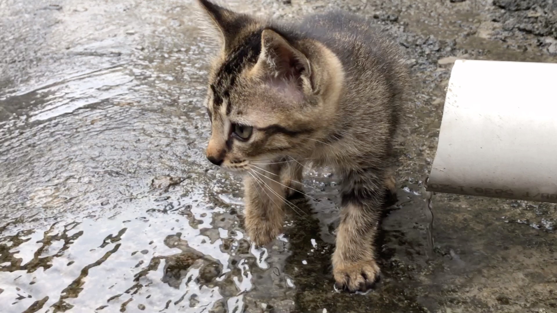下雨天小猫咪到处逛把爪子弄湿了_哔哩哔哩 (゜-゜