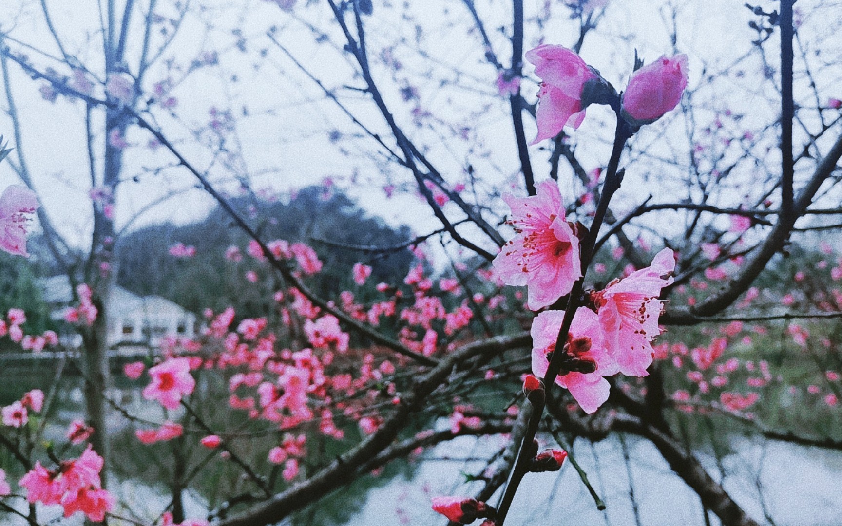 【武夷学院—风景—花】哔哩哔哩bilibili