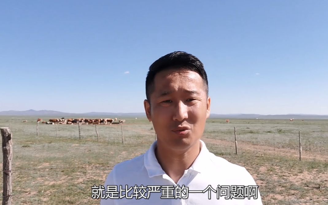 草原开车啥体验?蒙古族小伙不料遇拦路牛马,撞上这可赔不起!