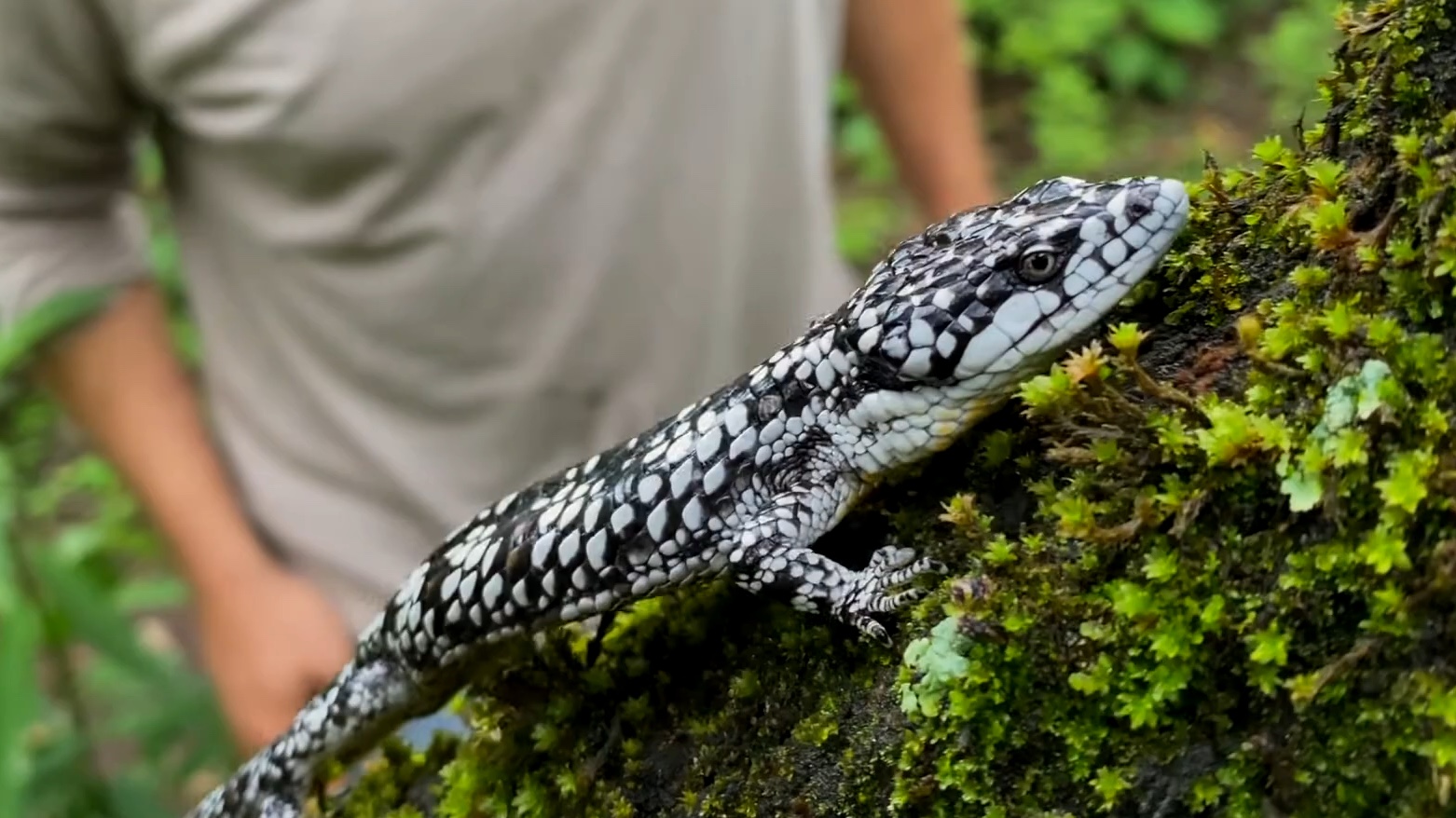 德佩树鳄蜥 abronia deppii