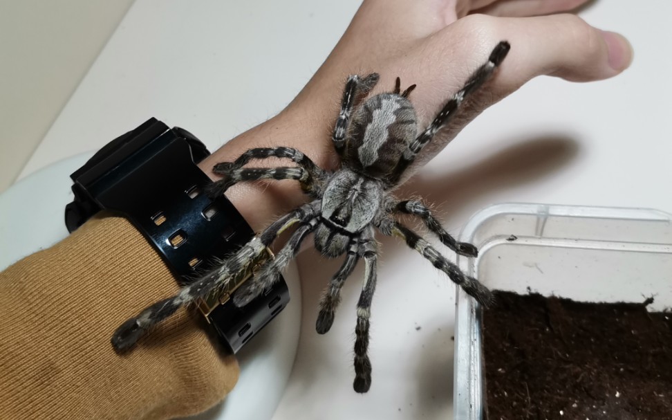 捕鸟蛛#疫情期间,在家修炼千蛛万毒手!(蜘蛛上手视频)