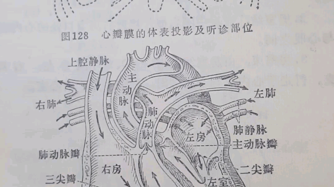 图128心瓣膜的体表投影及听诊部位图129心脏各腔的血流方向哔哩哔哩bilibili