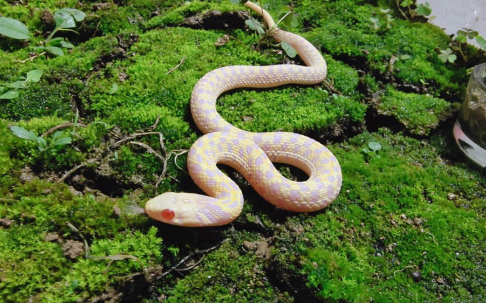 无毒小型宠物蛇图片