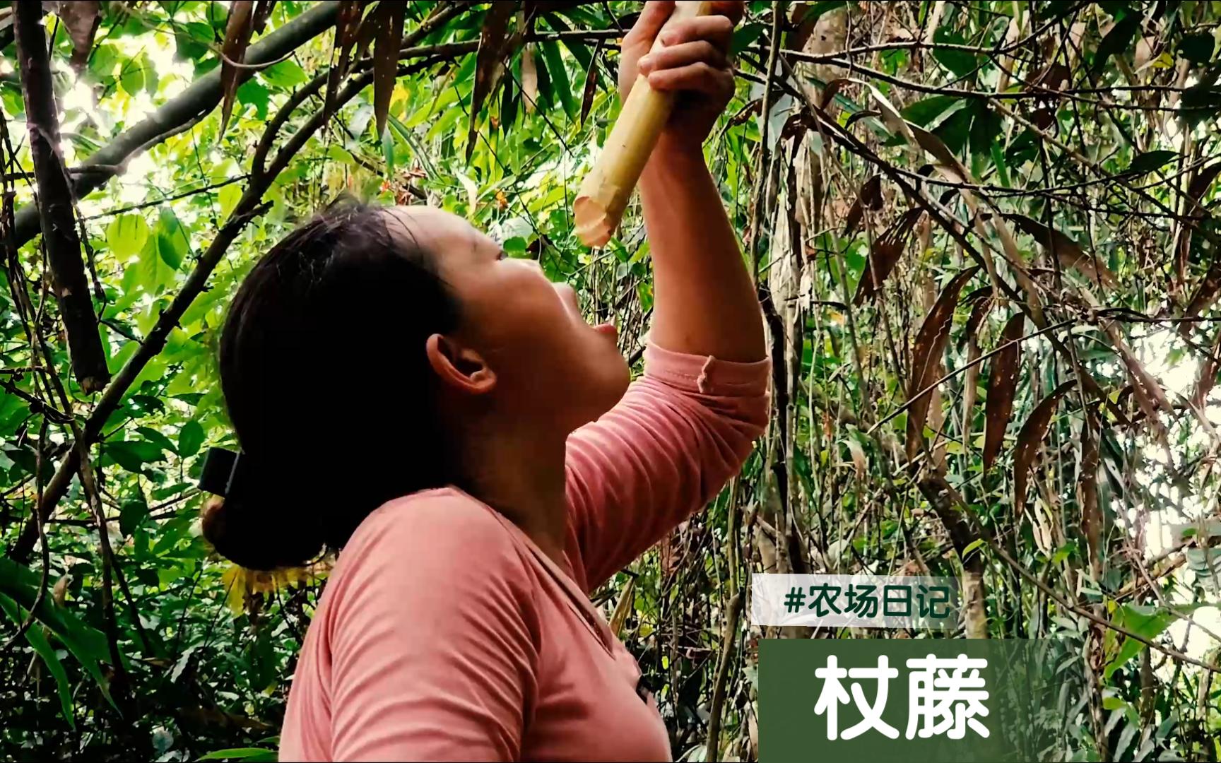 女子独居深山建农场,孤身进山寻宝,巧遇杖藤林中缠绕,巨藤飞舞哔哩哔哩bilibili