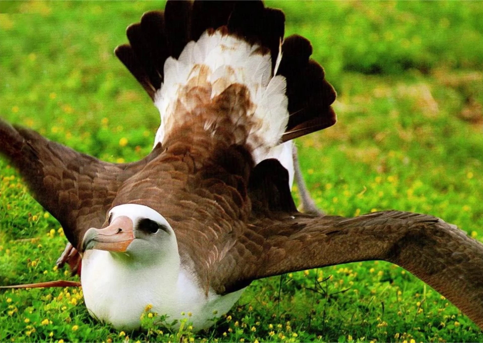 小朋友们你们了解黑背信天翁是怎样的鸟类吗?快来一起听一听吧!