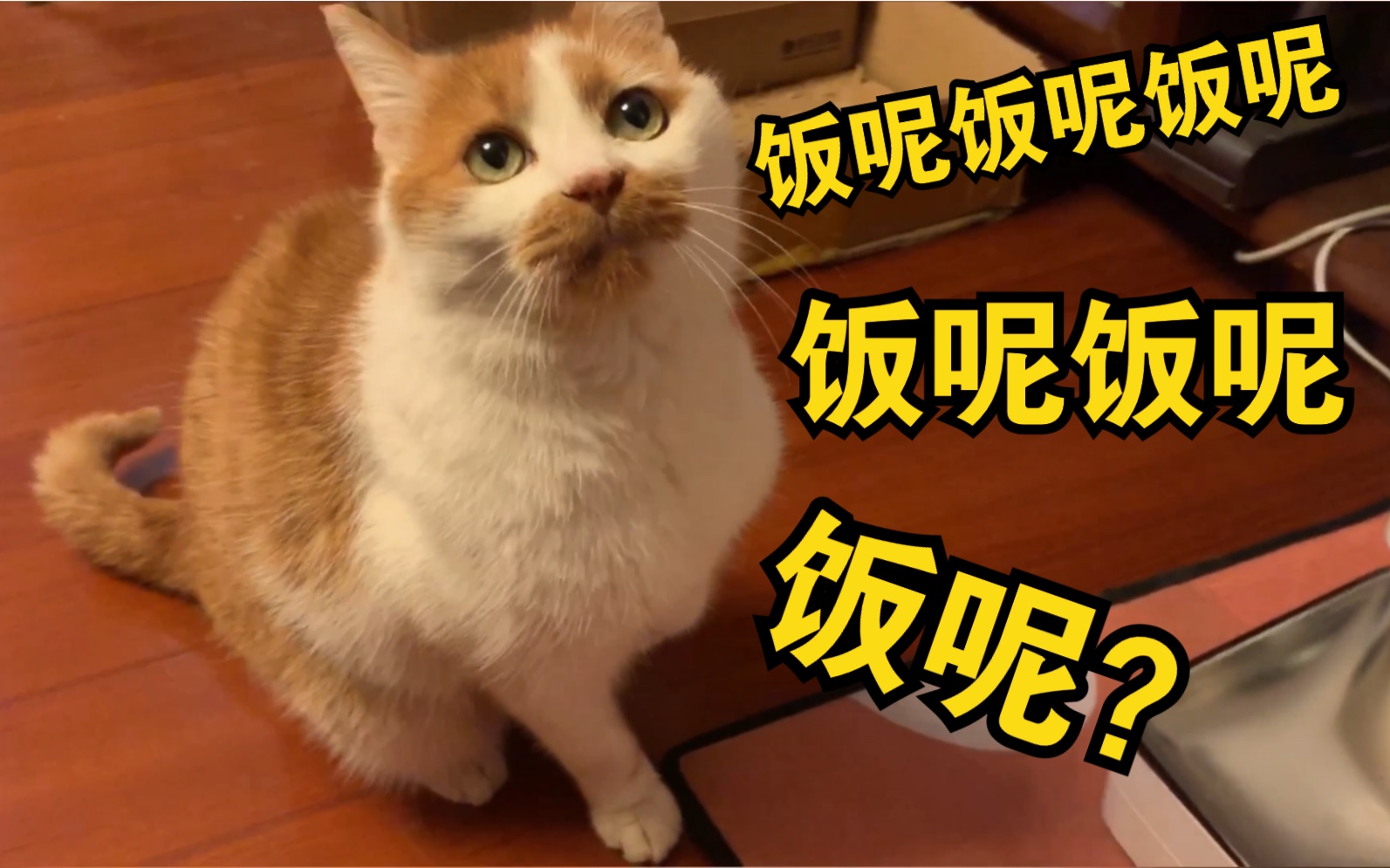 铲屎官给猫咪新买了一个饭盆,橘猫:你倒是快放饭啊!哔哩哔哩bilibili