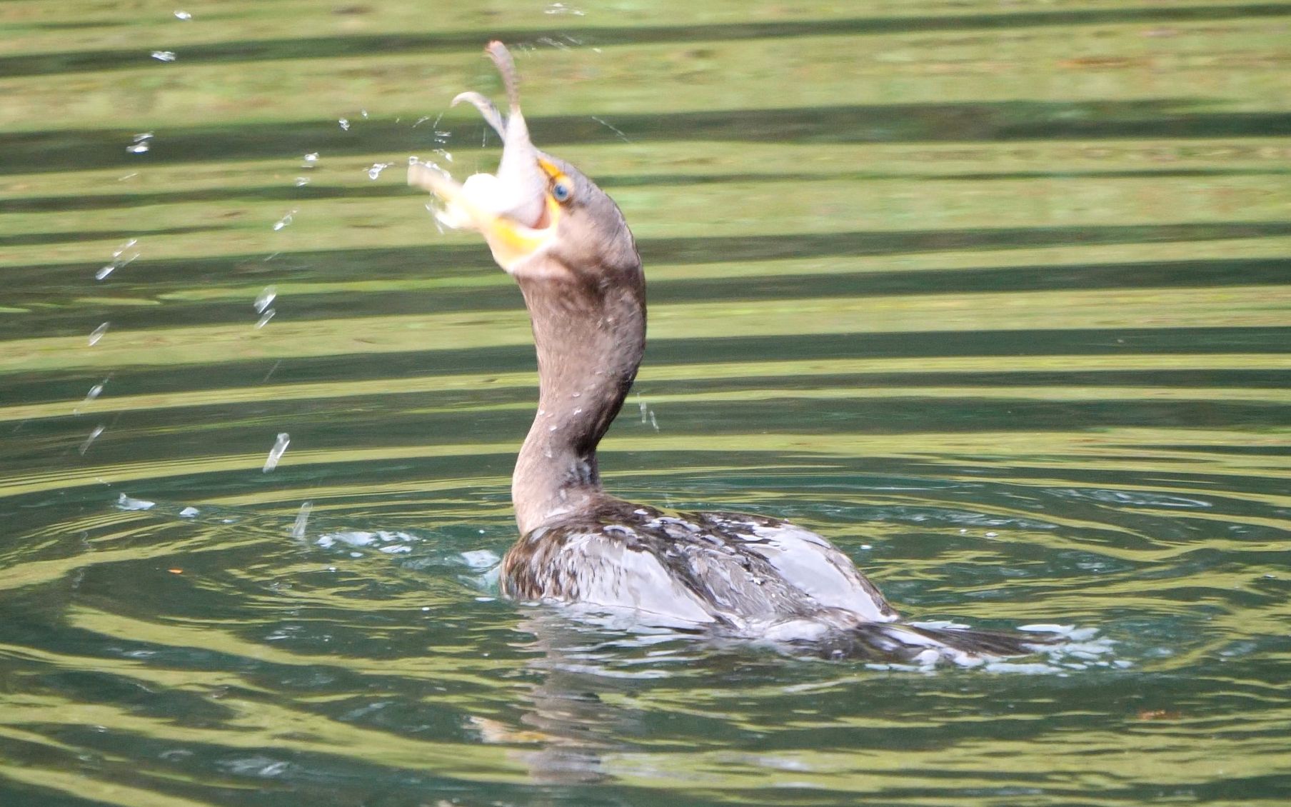 美国鸟类7:捕鱼中的角鸬鹚(doublecrested cormorant哔哩哔哩bilibili