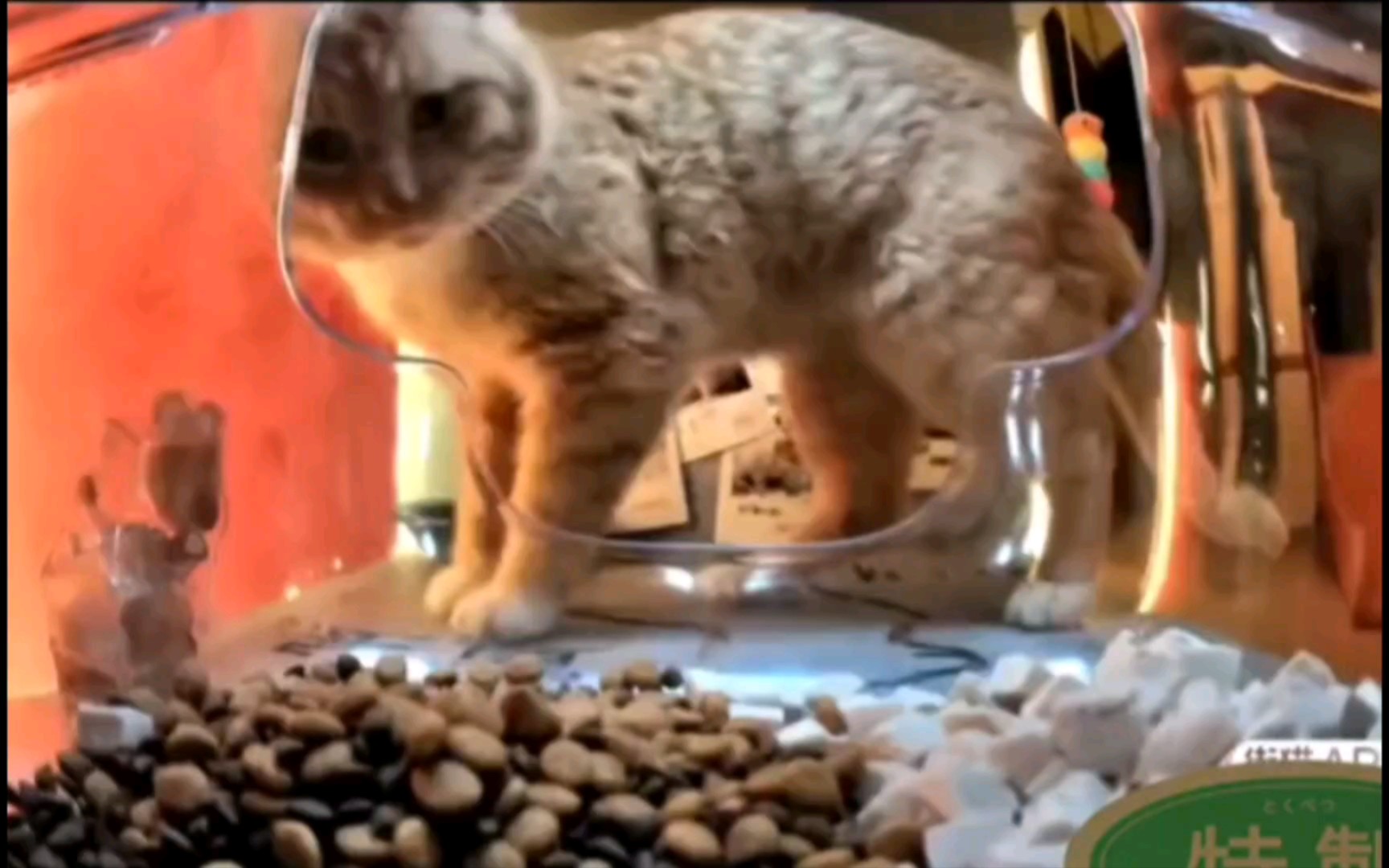 爱猫tv之新鲜哥喜提大别墅,猫界的丁真,猫界的马克嗯造战斧牛排