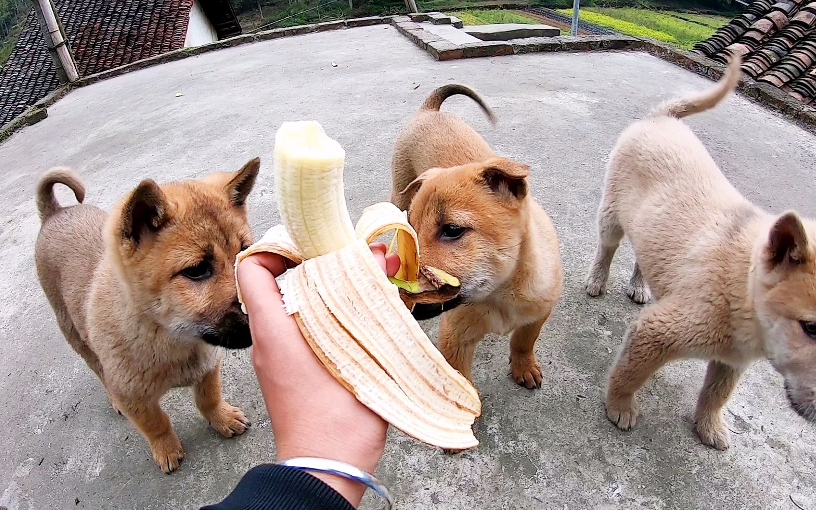 中华田园犬,不挑食给什么就吃什么,看到主人拿出香蕉瞬间兴奋了