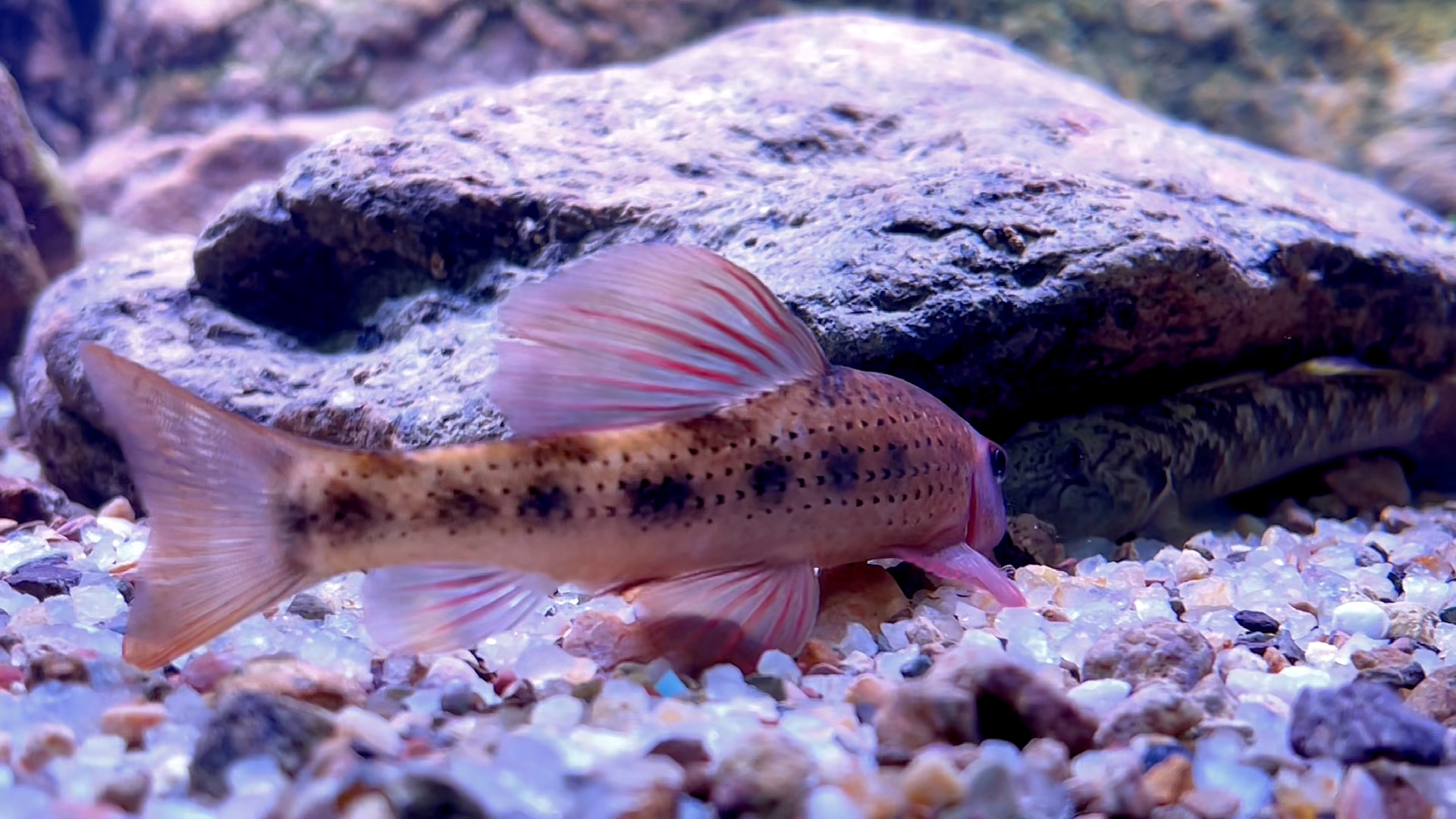 活动作品中国原生鱼建德小鳔鮈