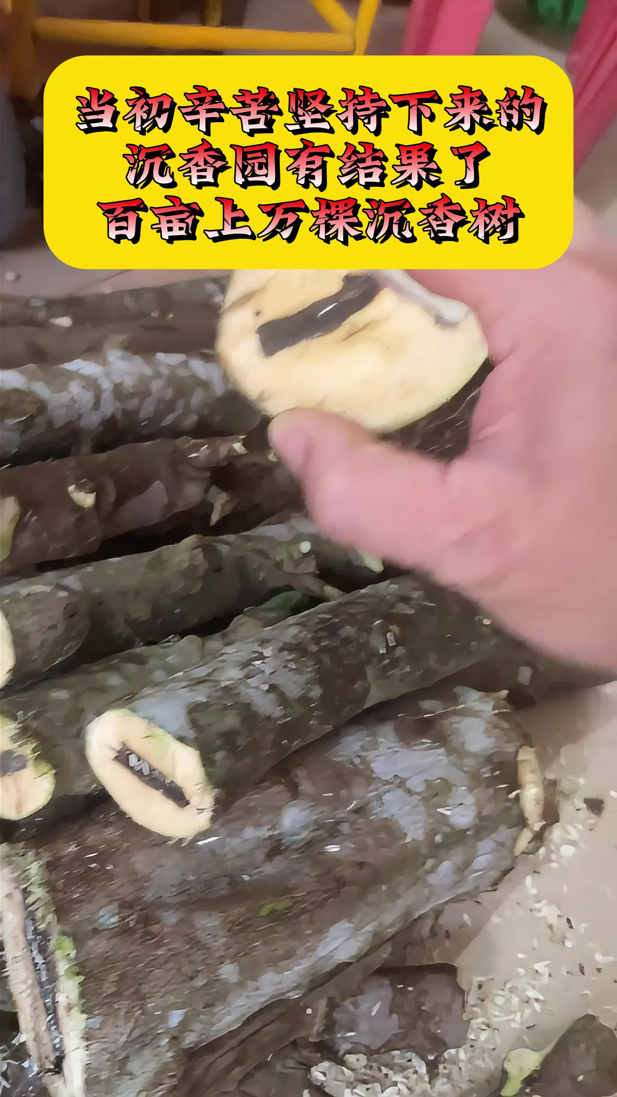 沉香园有结果了百亩上万棵沉香树