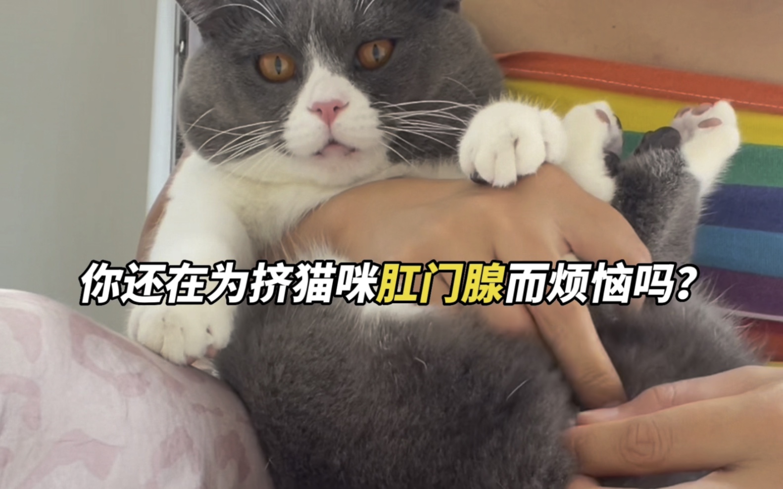 猫咪肛门腺要不要挤出来?哔哩哔哩bilibili